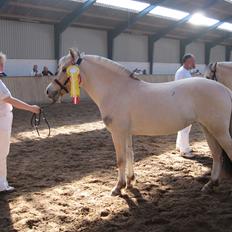 Fjordhest Bellis Vårby # Himmelhest