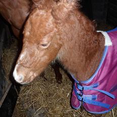 Anden særlig race Winther