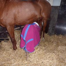 Anden særlig race Winther