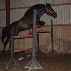 Trakehner Ranette - Prinsesse Nette :-*