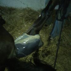 Dansk Varmblod Newfields Daddy Cool