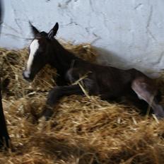 Dansk Varmblod Newfields Daddy Cool