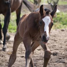Dansk Varmblod Newfields Daddy Cool