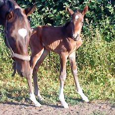 Dansk Varmblod Newfields Sir Winston