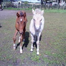 Dansk Varmblod Newfields Sir Winston