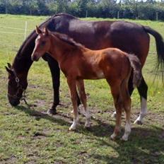 Dansk Varmblod Newfields Sir Winston