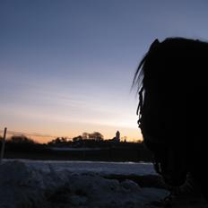 Dansk Varmblod Holmens Medina