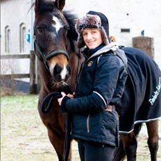 New Forest Elmholts Education A-pony (solgt)