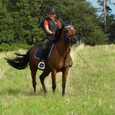 Welsh Pony (sec B) Mac Million (Stubbumgårds Tobias) Solgt og savnet<