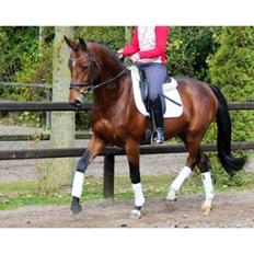 Anden særlig race Baltimore