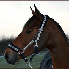 Anden særlig race Baltimore