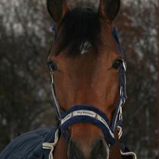 Anden særlig race Baltimore