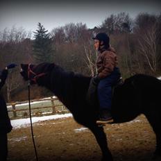 Islænder Thor (Mussi)