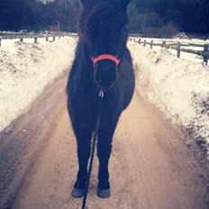 Islænder Thor (Mussi)