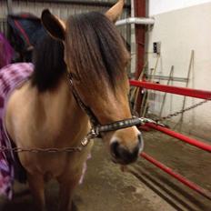 Anden særlig race Vanilla