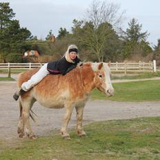 Haflinger Tulle [Solgt]