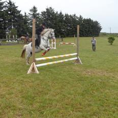 Anden særlig race Dixi *SOLGT*