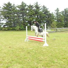 Anden særlig race Dixi *SOLGT*