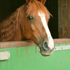 Tysk Sportspony Montana