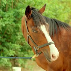 Trakehner Sonnyboy