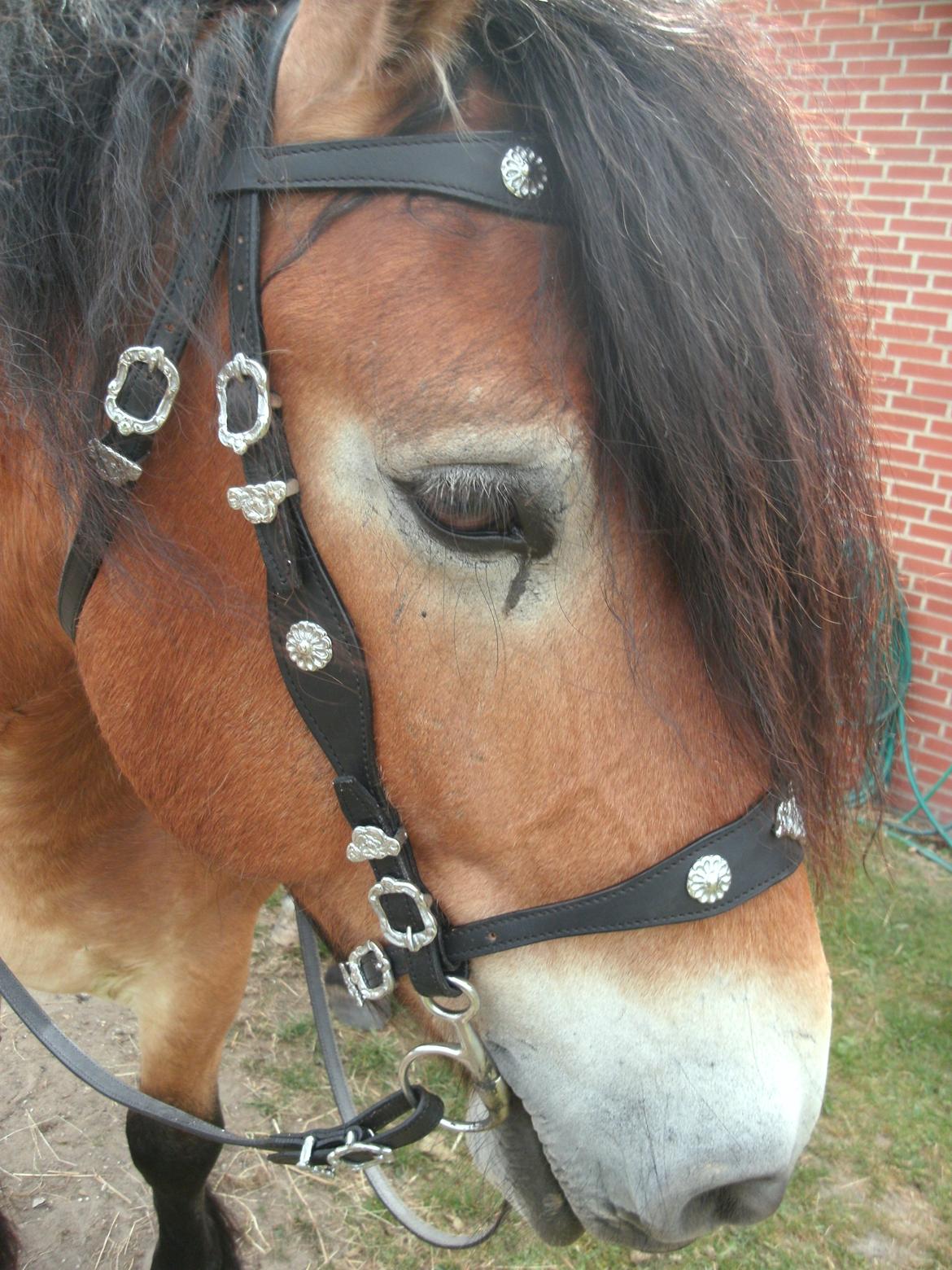 Nordsvensk Skovhest Bellotino - Så fik jeg endelig det længe ønskede portugisiske hovedtøj str. X-full :-) billede 7