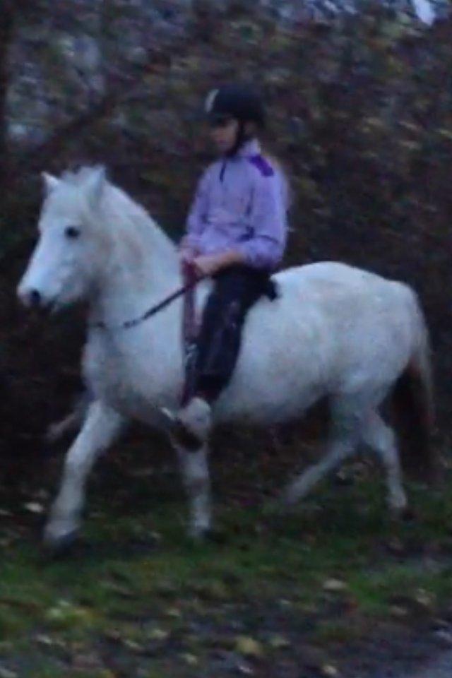 Welsh Mountain (sec A) Coco Zeylex billede 9