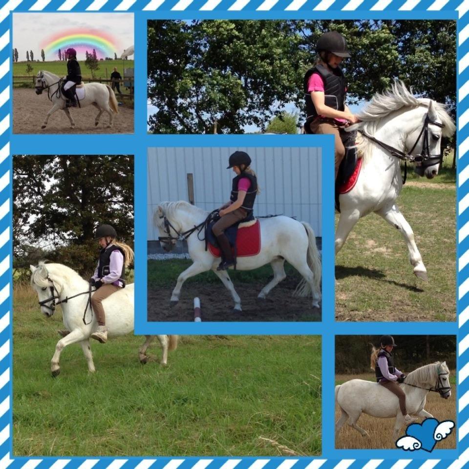 Welsh Mountain (sec A) Coco Zeylex billede 6