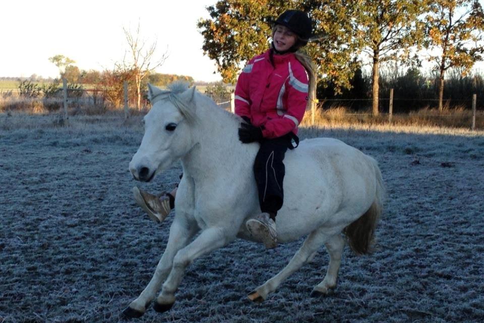 Welsh Mountain (sec A) Coco Zeylex billede 4