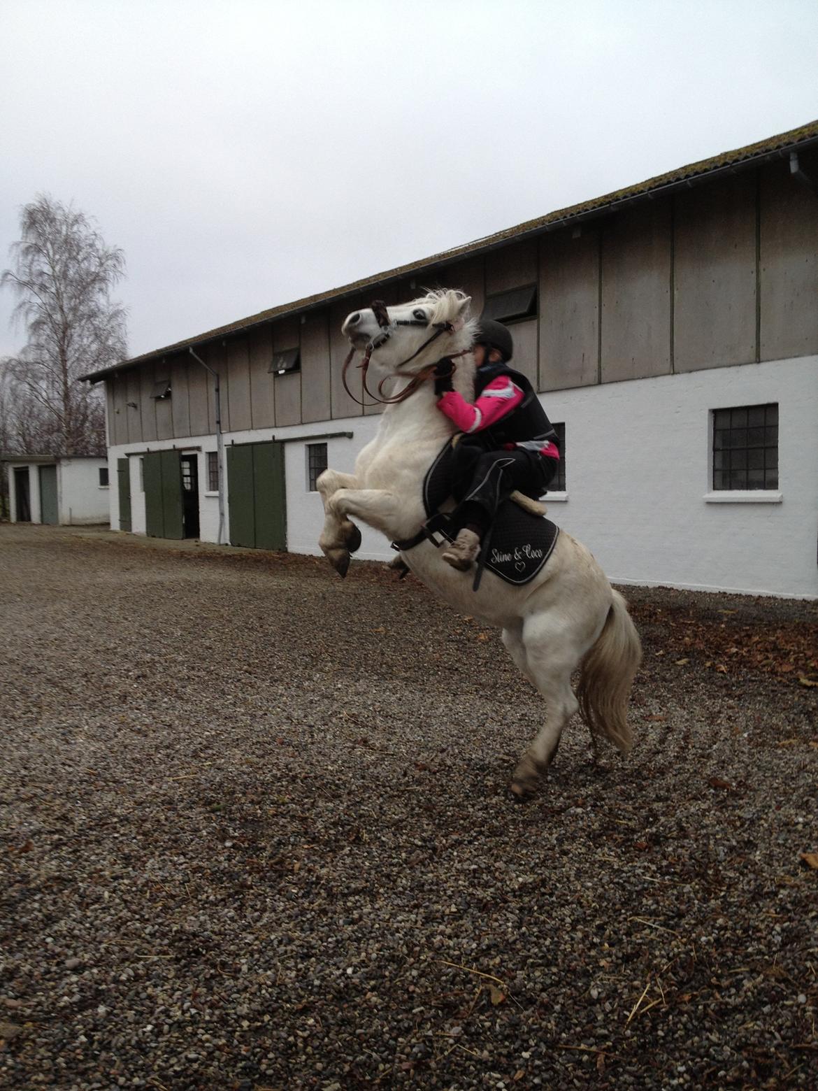 Welsh Mountain (sec A) Coco Zeylex billede 11