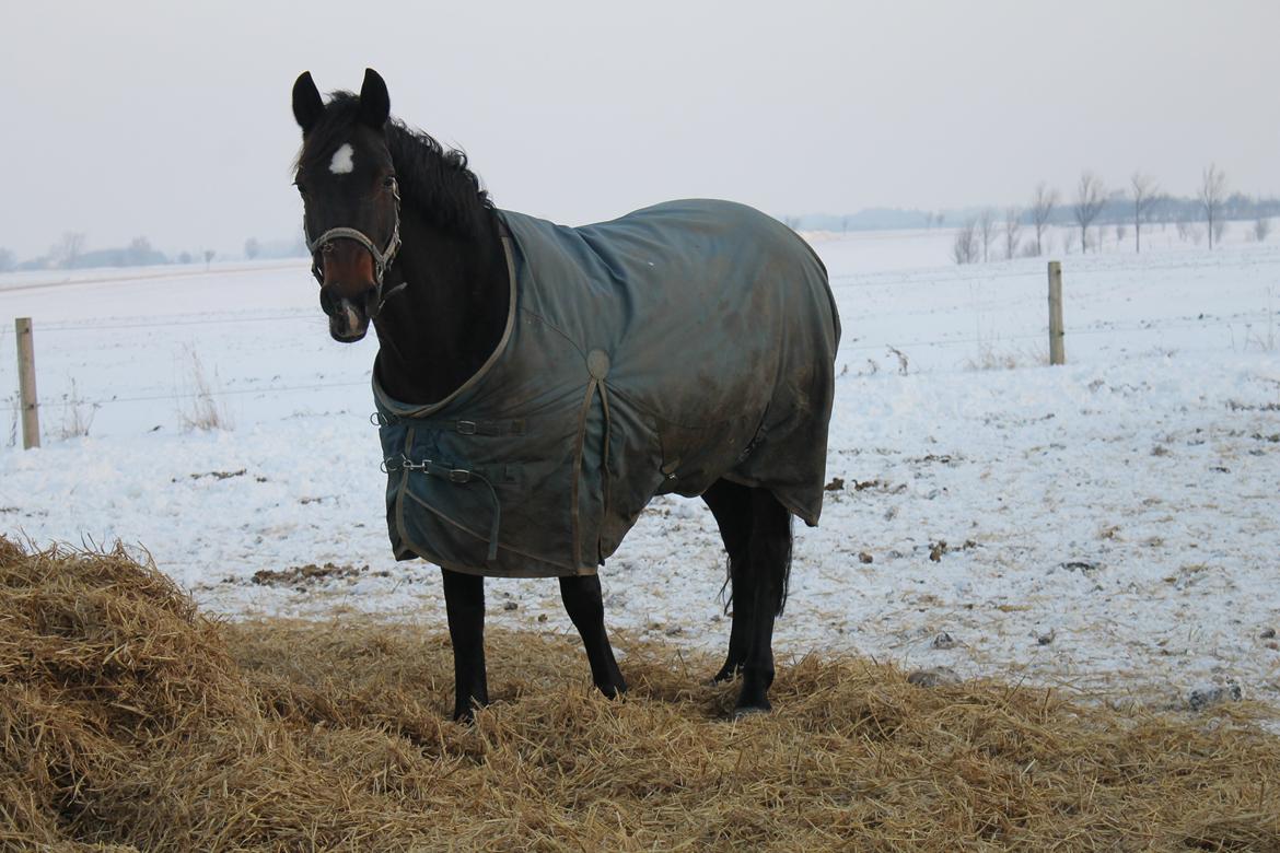 DSP Martilla (Part) billede 9