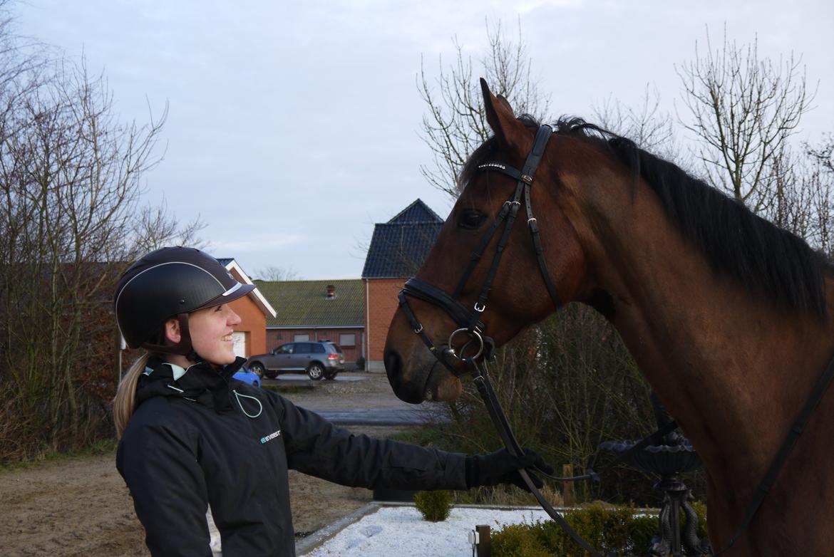 Dansk Varmblod Møllegårdens De Niz - Min kærlighed til dig er stor<3 billede 10