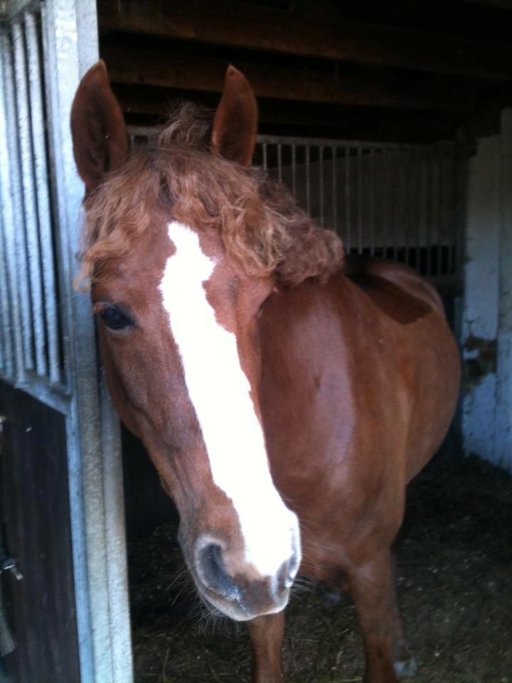 DSP Burton´s Empire (EMMI) - Dejlige krølle Emmi efter stævne!<3
Foto: Ida billede 5