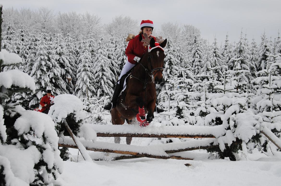 Holstener Møldams Columbus - Julejagt ved Langesø 2. december 2012. Jeg havde stået for planlægning af ruten, og mig og Columbus var ræv :) han var super dygtig :) foto - Kathrine Frosted billede 3
