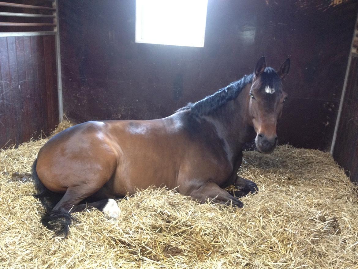 Dansk Varmblod Kristines Alakazam - Lidt træt er man vel ;-) billede 17