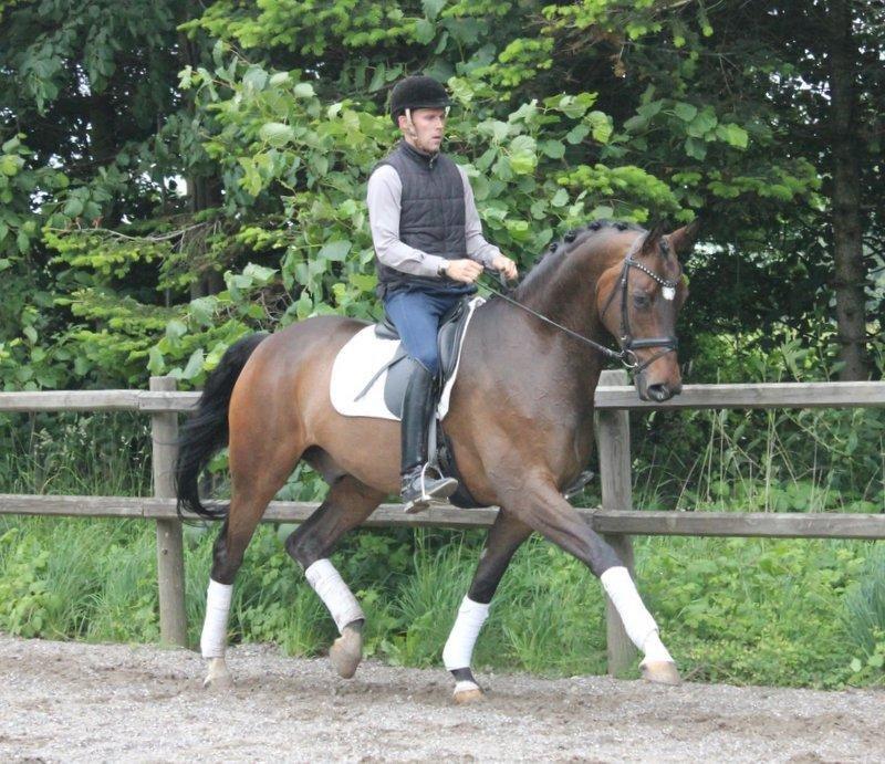 Dansk Varmblod Kristines Alakazam - Da han blev redet ved Hans Jørgen Hoeck billede 18