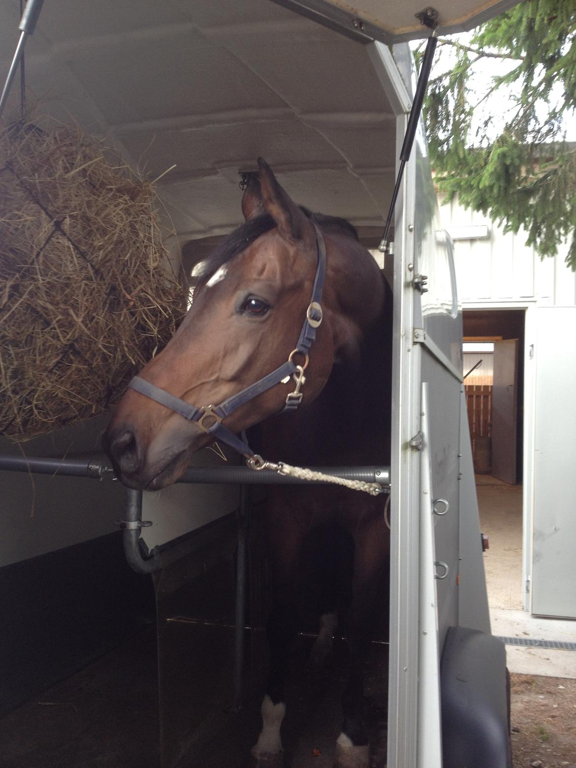 Dansk Varmblod Kristines Alakazam - Så blev han læsset, og han er nu på vej mod hans nye ejer :-) billede 19