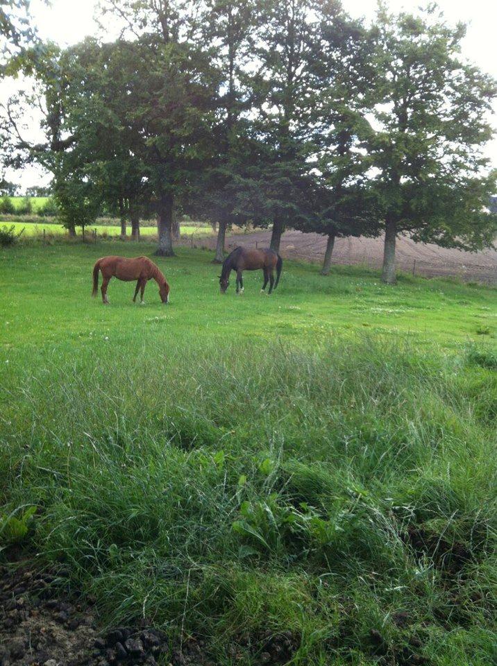 Dansk Varmblod Kristines Alakazam - Kris oppe ved hans nye ejer :-) billede 20