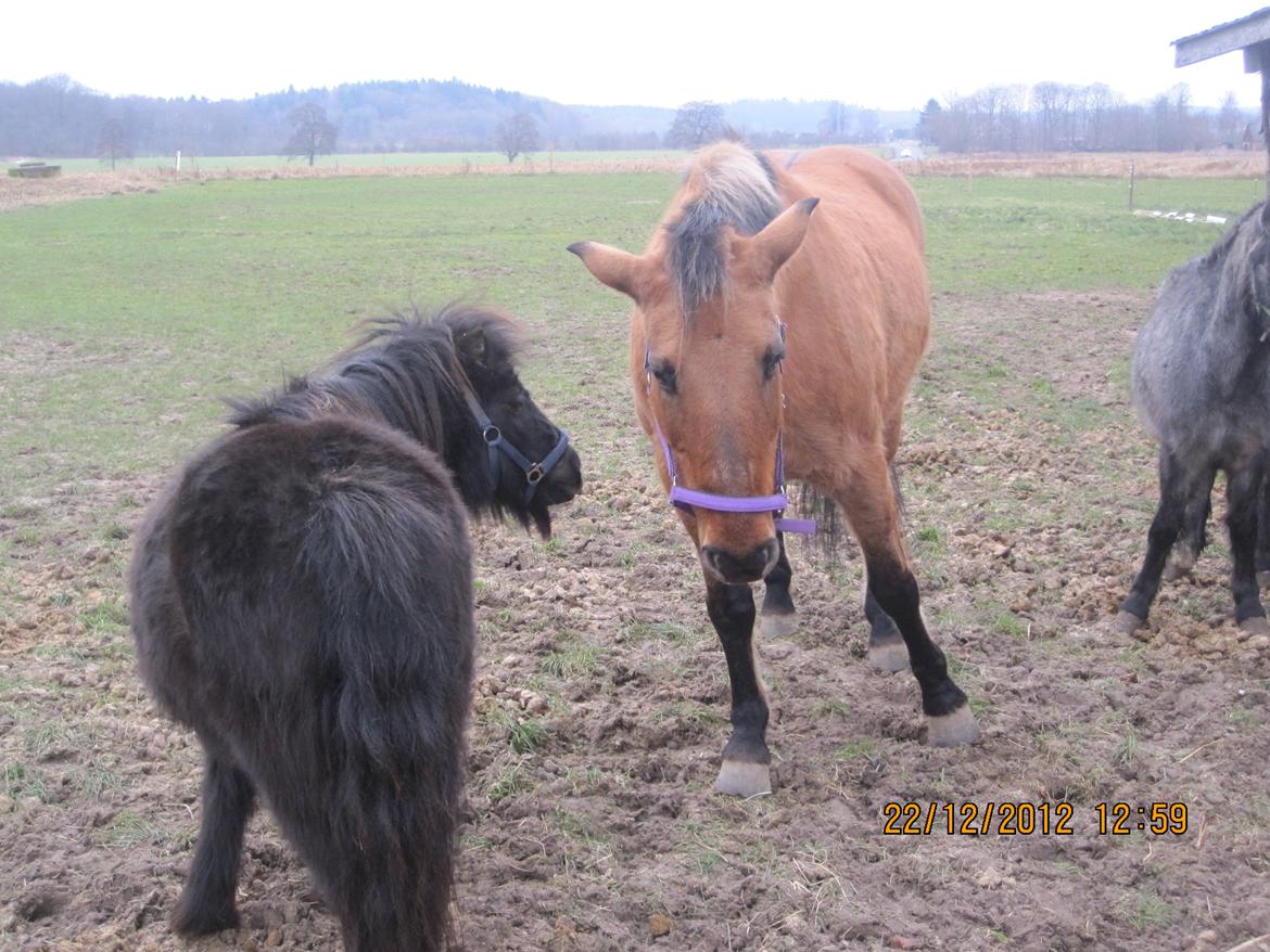 Shetlænder Milimeter - Uhh.. hvem er det da! billede 5