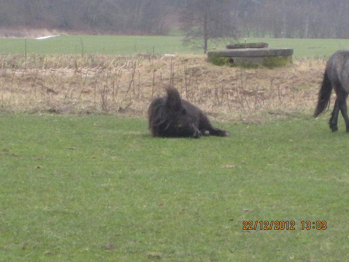 Shetlænder Milimeter - Ruuul billede 6