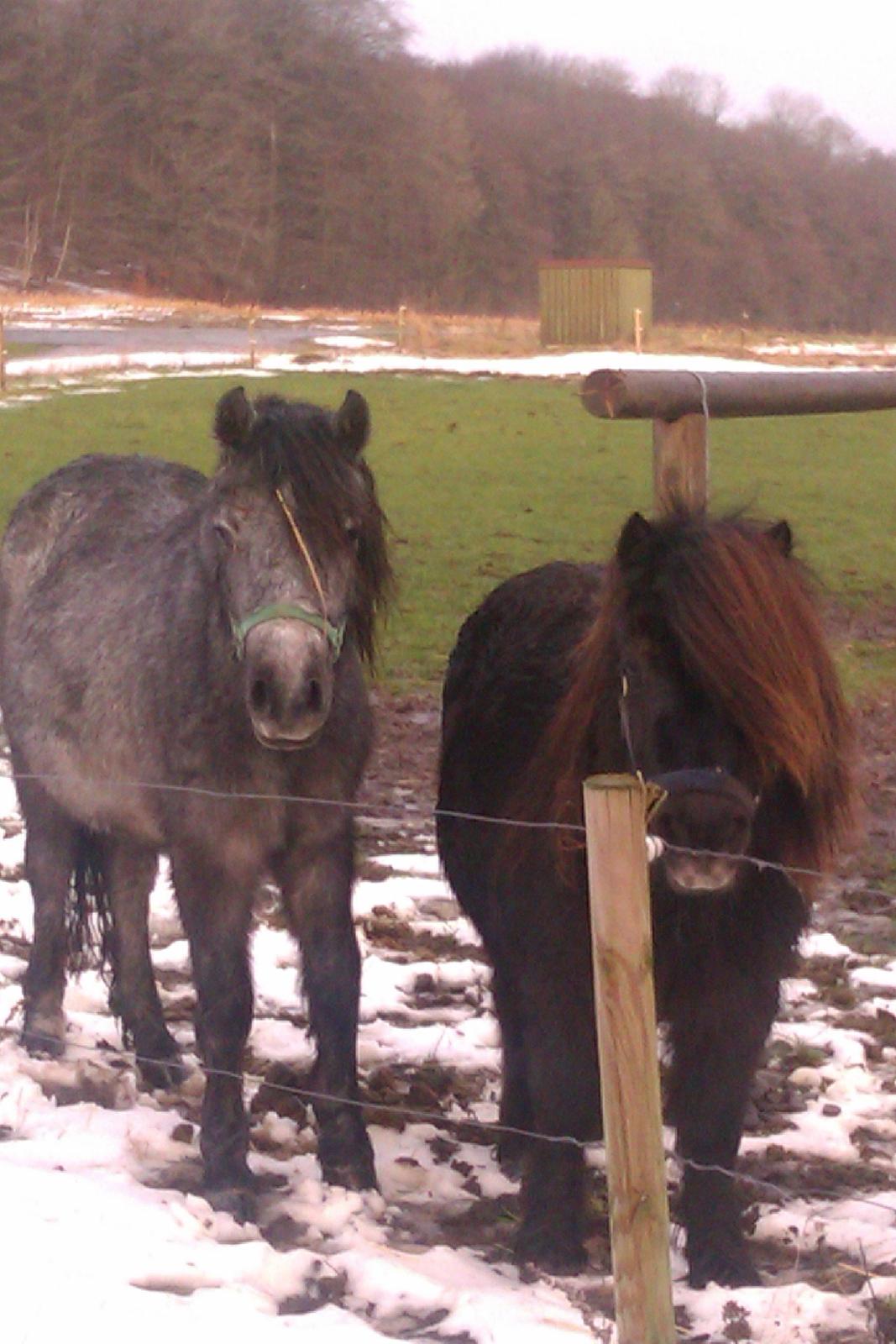 Shetlænder Milimeter - Såå er det mad tid:D billede 7