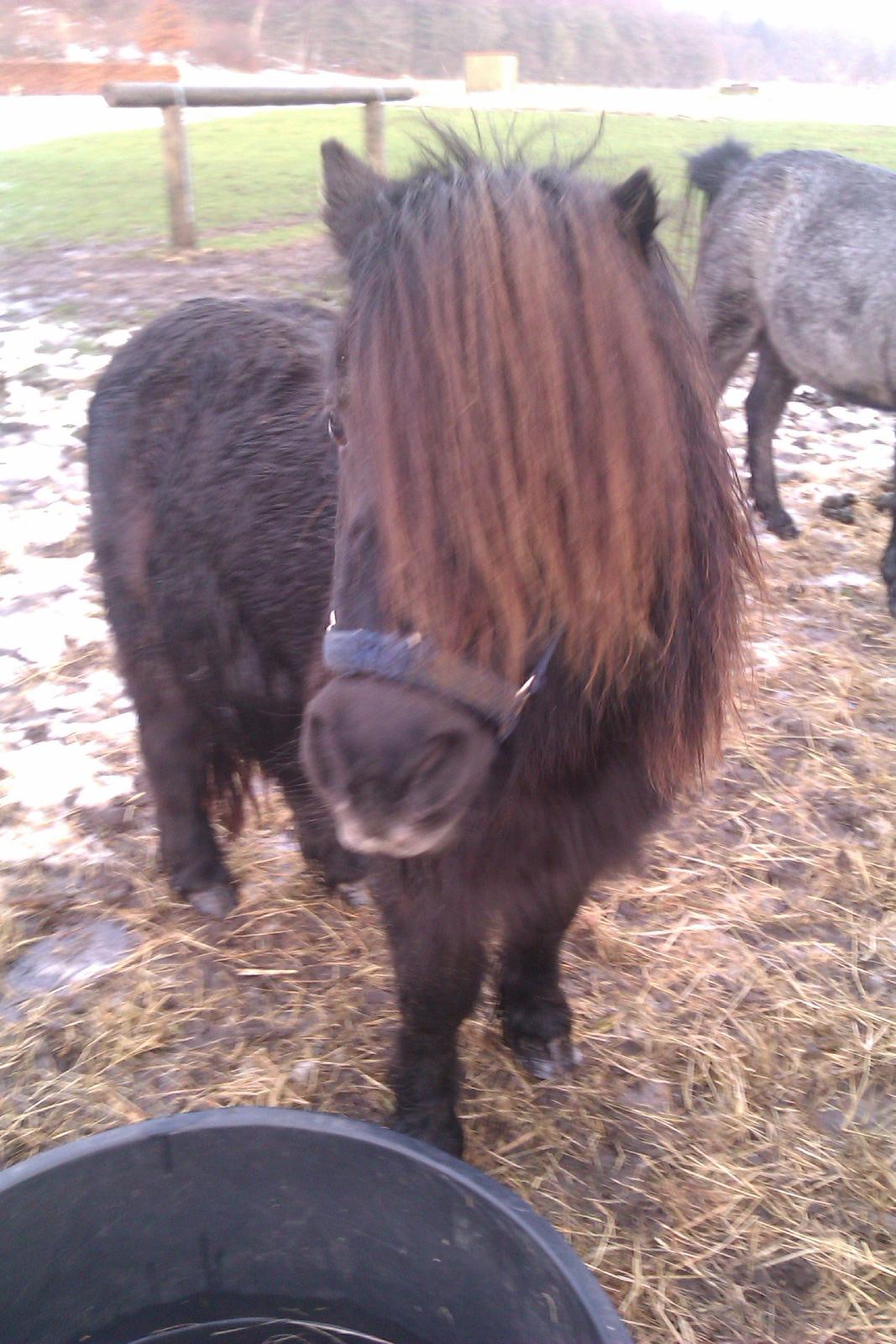 Shetlænder Milimeter - Vaaand:) billede 8