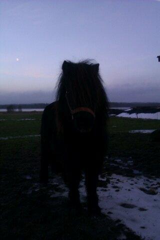 Shetlænder Milimeter - heej:-) billede 4