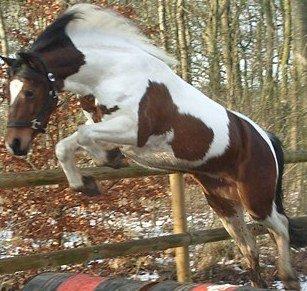 Pinto Skouvgaardens traissy billede 4
