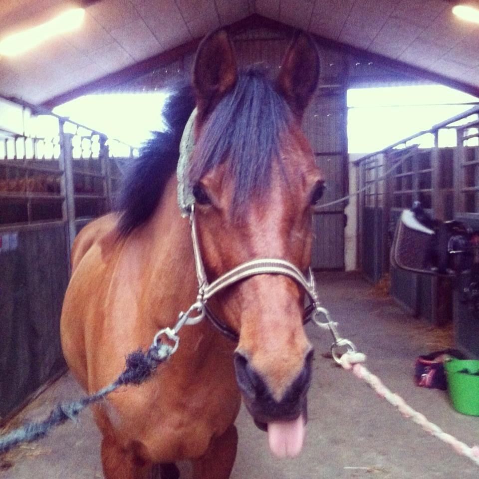 Anden særlig race Franciska - December 2012, sødeste <3 Foto: Louise Beck billede 5