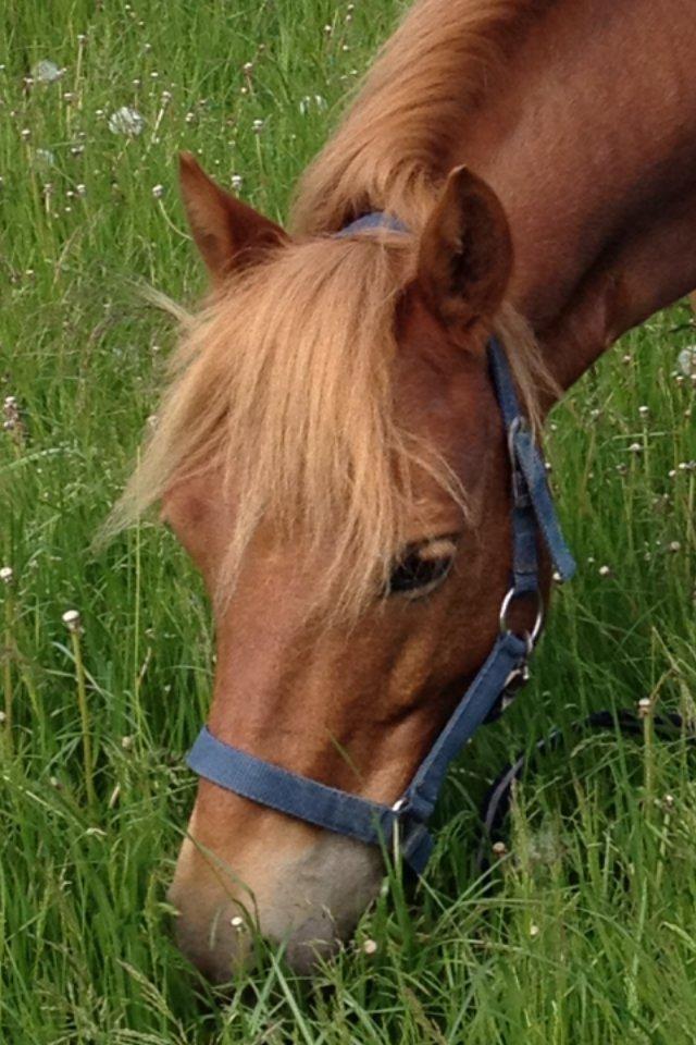 Gotlandsruss Ivanhoe<3 - ponyen der altid har været der for mig, både i de sårlige tider, og i de gode! jeg elsker dig <3  billede 3