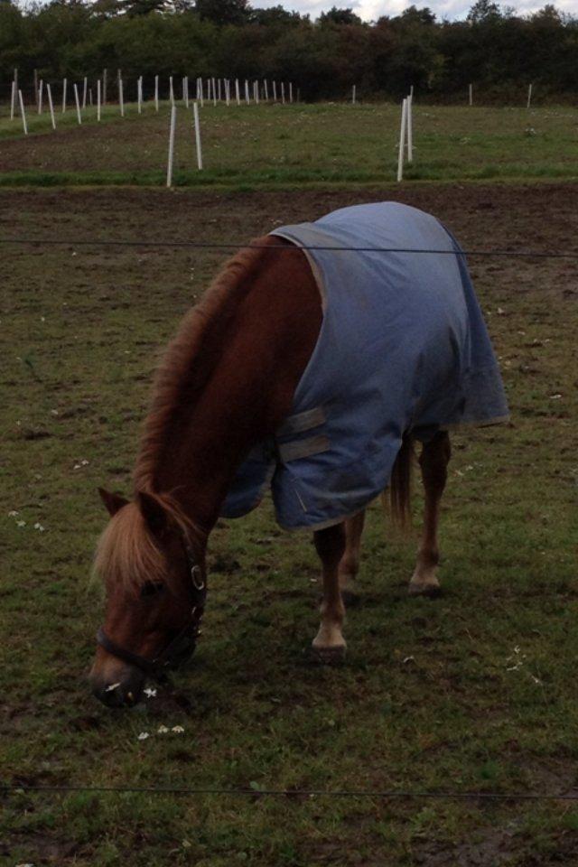 Gotlandsruss Ivanhoe<3 - *NYT* Ivan på fold <3  billede 7