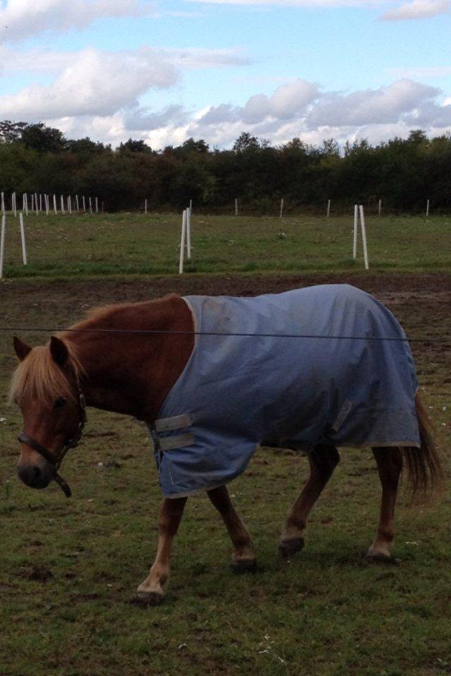 Gotlandsruss Ivanhoe<3 - *NYT* Ivan på fold <3  billede 13