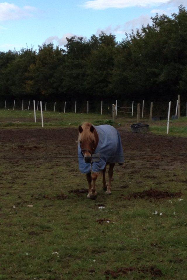 Gotlandsruss Ivanhoe<3 - *NYT* Ivan på fold <3 billede 18