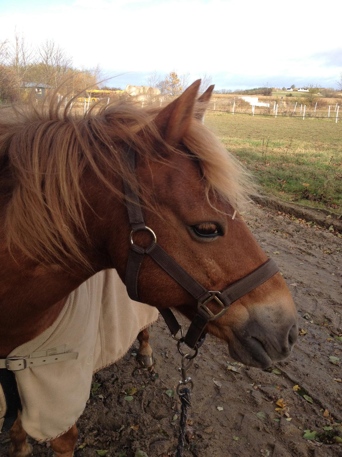 Gotlandsruss Ivanhoe<3 - Min smukke pony! jeg vil altid elske dig<3! billede 8