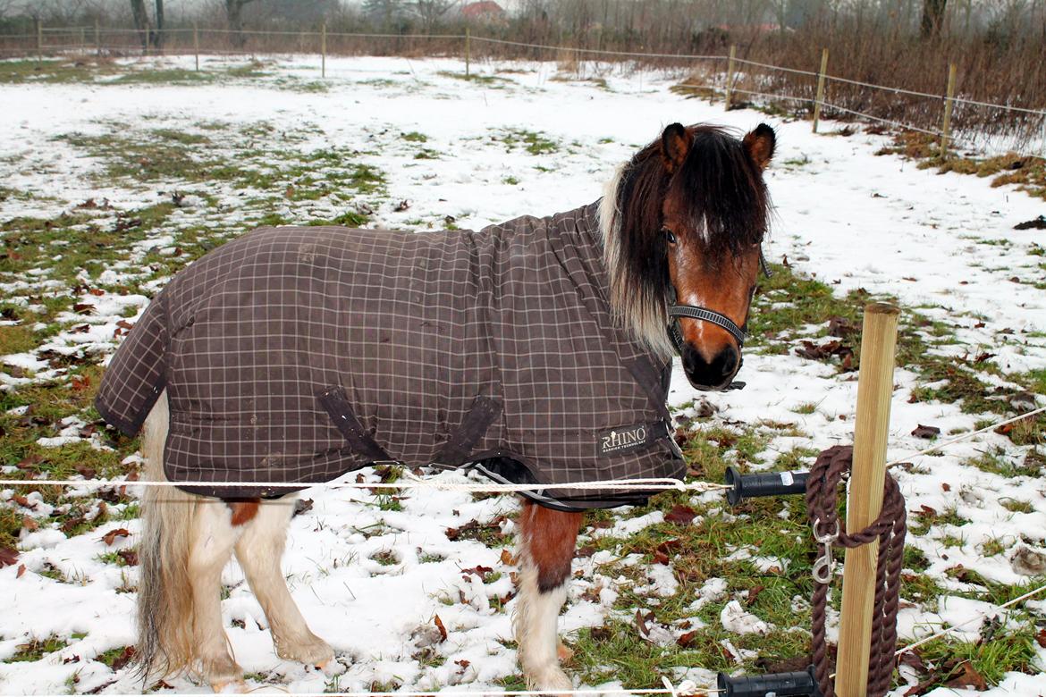 Pinto Korupgaards Karla - 24-12-2012 billede 8